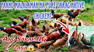 DALAWANG URI NG DARAG HEN, SAAN DITO ANG PURE? / DARAG NATIVE CHICKEN | NYORTURE TV