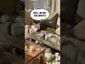 Mischievous dogs making a mess in the house again! #pethumor