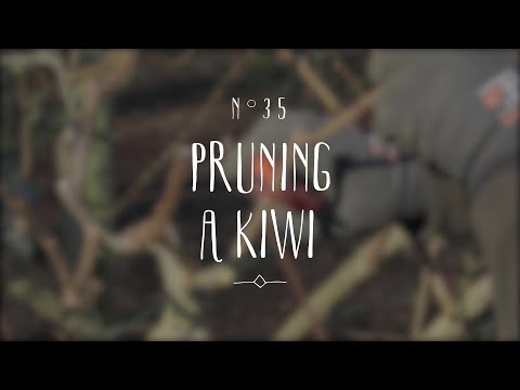 How to prune a kiwi plant