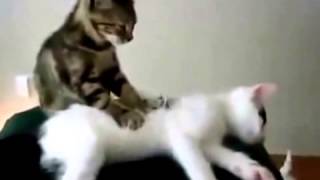 Прикольно коты делают массаж!!! Прикольно коты делают массаж!!!