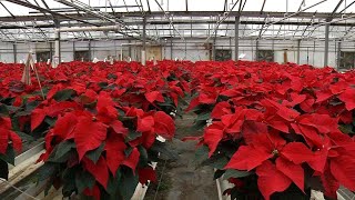 Growing Poinsettias in Plymouth