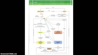 Koolstofkringloop Uit Binas