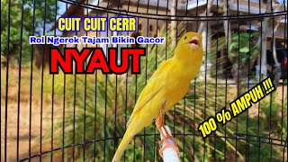 Kenari gacor CUIT CUIT NGEROL PANJANG untuk PANCINGAN KENARI PAUD bikin BURUNG KENARI GACOR EMOSI