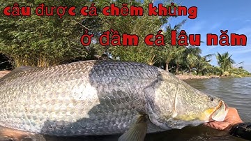 Hành trình đi tìm những con cá chẽm size khủng ở cà mau