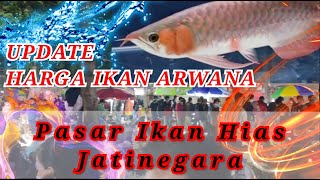 UPDATE HARGA IKAN ARWANA DI PASAR IKAN HIAS JATINEGARA #2