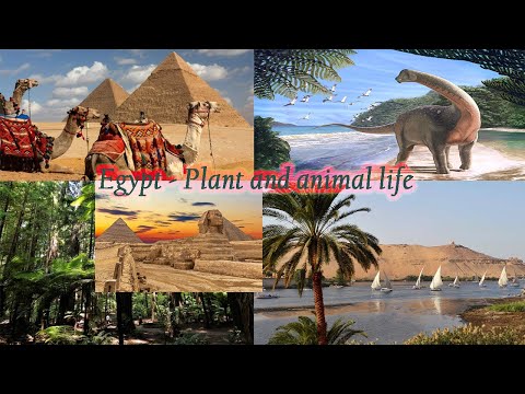 Egypt - Plant
