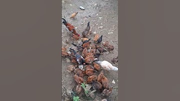 pub qaib. cho đàn gà ăn 🍔