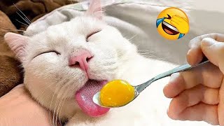 Funny Dogs And Cats Videos 2024   Best Funniest Animal Videos Of The week #63