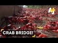 Millions Of Red Crabs Cover Christmas Island During Migration