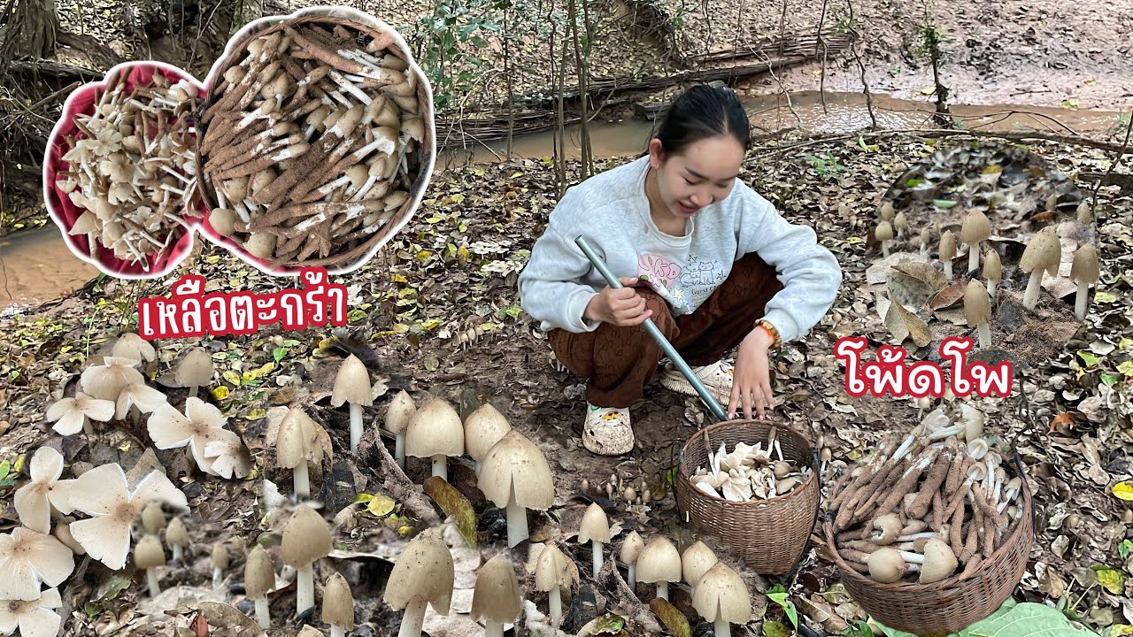 กรี๊ดดด‼️พ้อเห็ดปลวกหมู่ใหญ่ขายาวๆ เหลือตะกร้าจนได้หาบกลับ😱🍄