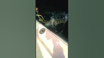 These Leopard Sharks Don’t Play Around!