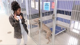 BOYFRIEND BRINGS ME TO ANIMAL ADOPTION CENTER!