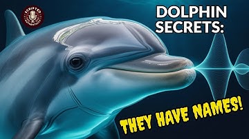 Why Are Dolphins the Most Talkative Animals? Unlocking the Secret Language of the Deep.