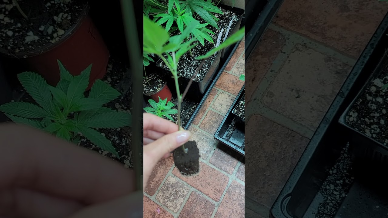 Slurty 3 clone cutting. Crazy roots. Day 10.