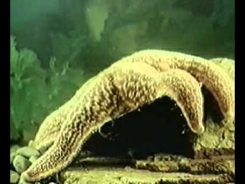 Движение иглокожих