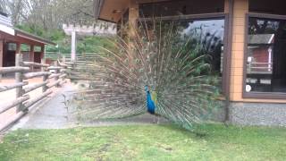 Peacocks at beacon hill park in Victoria BC