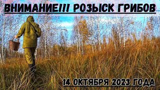 ВНИМАНИЕ! ГРИБНИК разыскивает Грибы! Сбор ГРИБОВ 14 октября 2023 года! ГРИБЫ 2023!