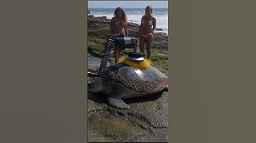 Turtle Freed from Painful Barnacles – Animal Rescue #animals  #rescue   #wildanimals