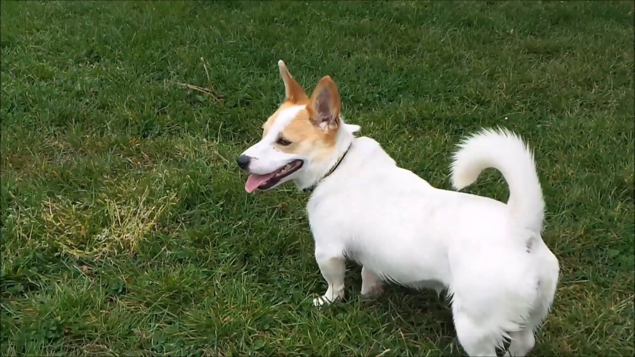 Dogs Trust Shoreham Clover YouTube