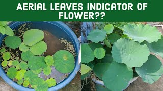 Athlete Statistics are aerial leaves indicator of lotus buds/ i have many aerial leaves in lotus when would it flower?
