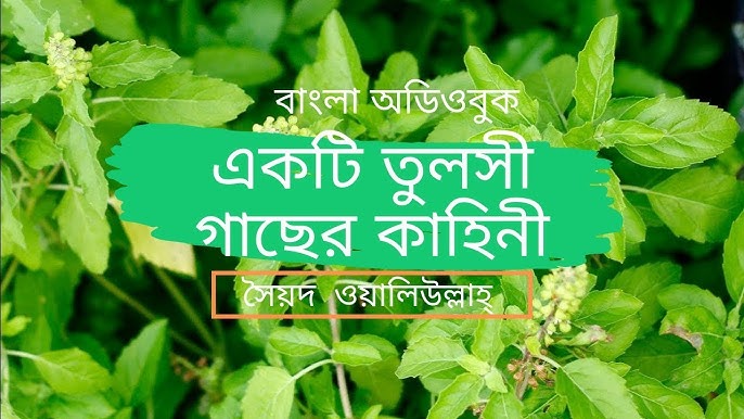 Katta kokrakli tola ayollar ishtirokidagi porno