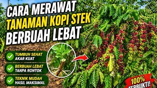 CARA MERAWAT TANAMAN KOPI STEK SAMBUNG AGAR BERBUAH LEBAT (TERBUKTI 🔥🔥🔥🔥)