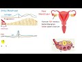 Siklus menstruasi