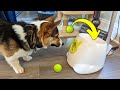 Mini dog tennis ball launcher  indoor demo and review