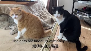 １列縦隊して食事中の飼い主にプレッシャーを与える猫達