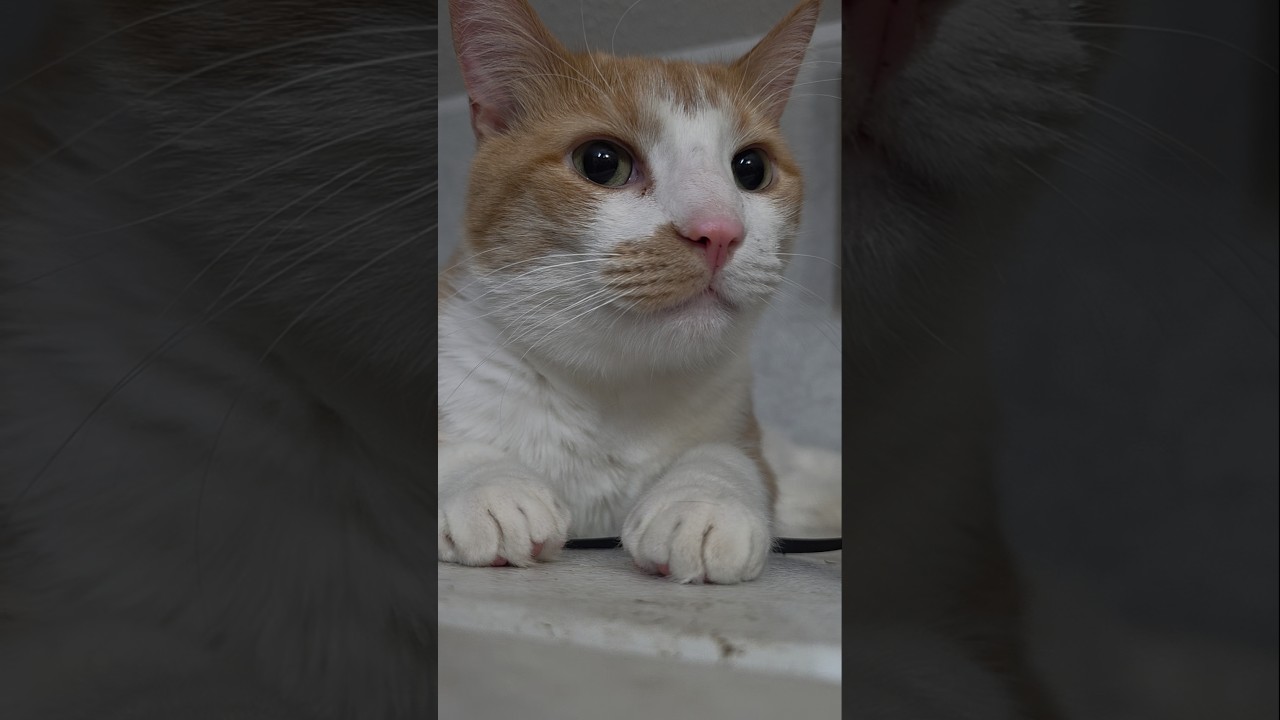 I own My Hoomans🤣 #shortvideo #catvideos #shorts #cute #funnycat #ytshorts #youtubeshorts #trending