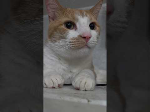 I own My Hoomans🤣 #shortvideo #catvideos #shorts #cute #funnycat #ytshorts #youtubeshorts #trending