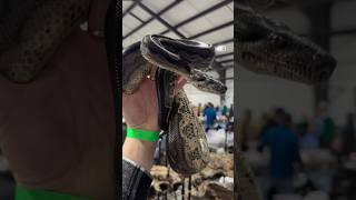 Boa Imperator by Ideal Boas