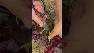 Red Amaranth can still grow after being cut