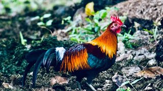 5 Fun Facts About The Red Junglefowl