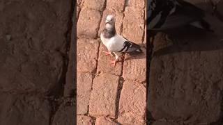 Munna he sarkar 🙏🕊✨️