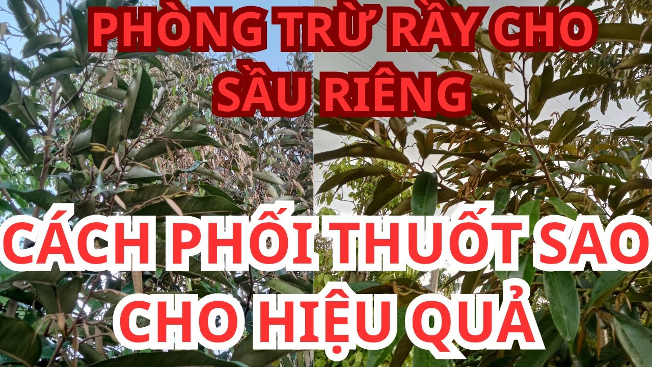 PHÒNG TRỪ RẦY CHO SẦU RIÊNG | CÁCH PHỐI THUỐC HIỆU QUẢ, AN TOÀN VÀ TIẾT KIỆM