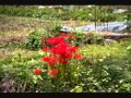 案山子.wmv