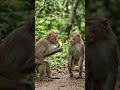 😂 Monkey Funny Cartoon Story | Copy Banana 🍌🐒 #shorts