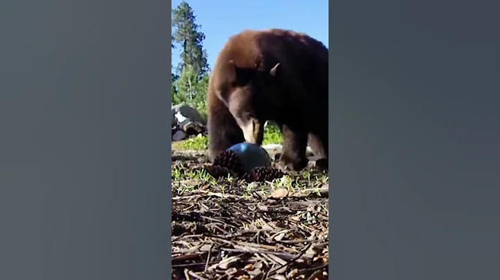 This Grizzly Bear Eats Campers! (The Tragic Story ...