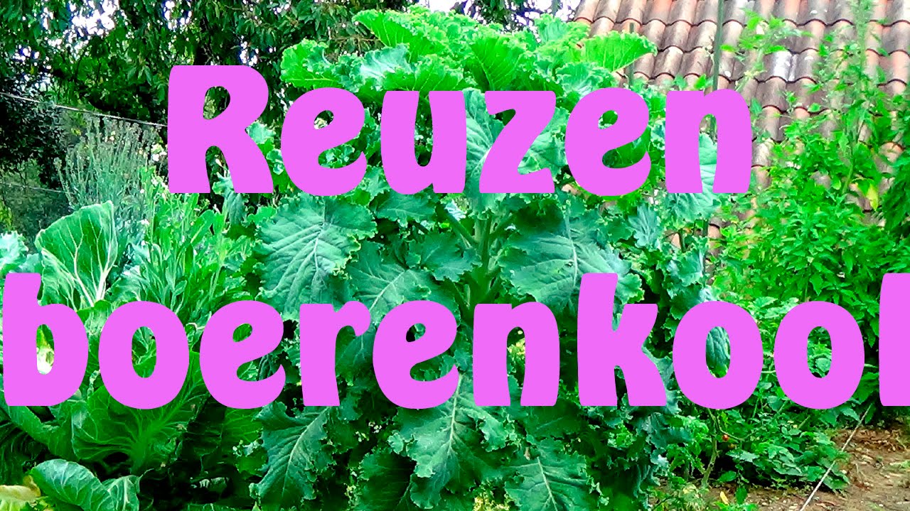 Boerenkool, reuzen  boerenkool