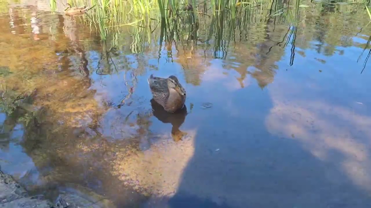 Семейство диких уток плавает в озере🦆#wildlife 