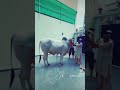 #viralvideo #viralshorts #trendingshorts #trending