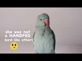 Things to Know Before Getting Indian Ringneck Parrot Mp3 Song