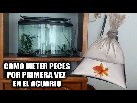 Video: Cómo Meter Peces En Un Acuario