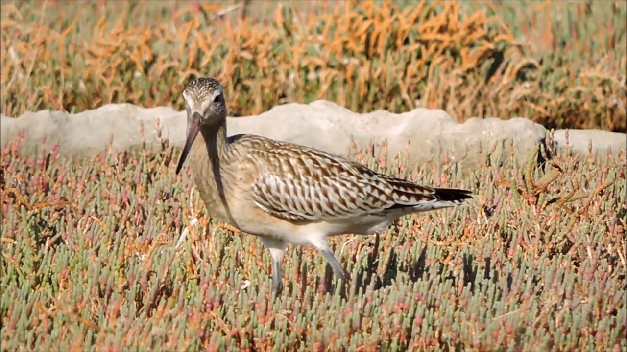 Bar-Tailed Godwit ,Pittima minore ( Limosa lapponica) juvenile 