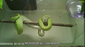 Green Tree Python - Lucy - Ovulation Day One - 3-24 thru 3-25-2020