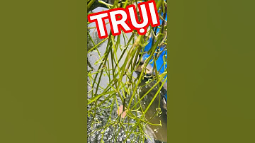 Tác phẩm... Trụi lơ trụi lóc | cá tai tượng | #cataituong #thucanchoca #fishing #fish #caucathugian