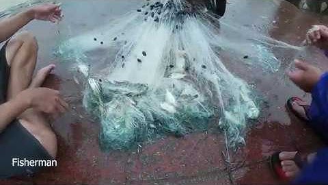 Thả lưới bắt cá ong,cá căng, cá đục, cá rìa , cá mus