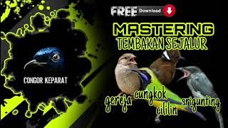 MATERI TEMBAKAN SEJALUR || TOP Masteran Murai Batu