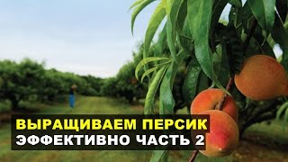 Выращиваем персики эффективно (часть 2)
